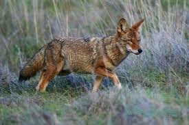 COYOTE1.jpg