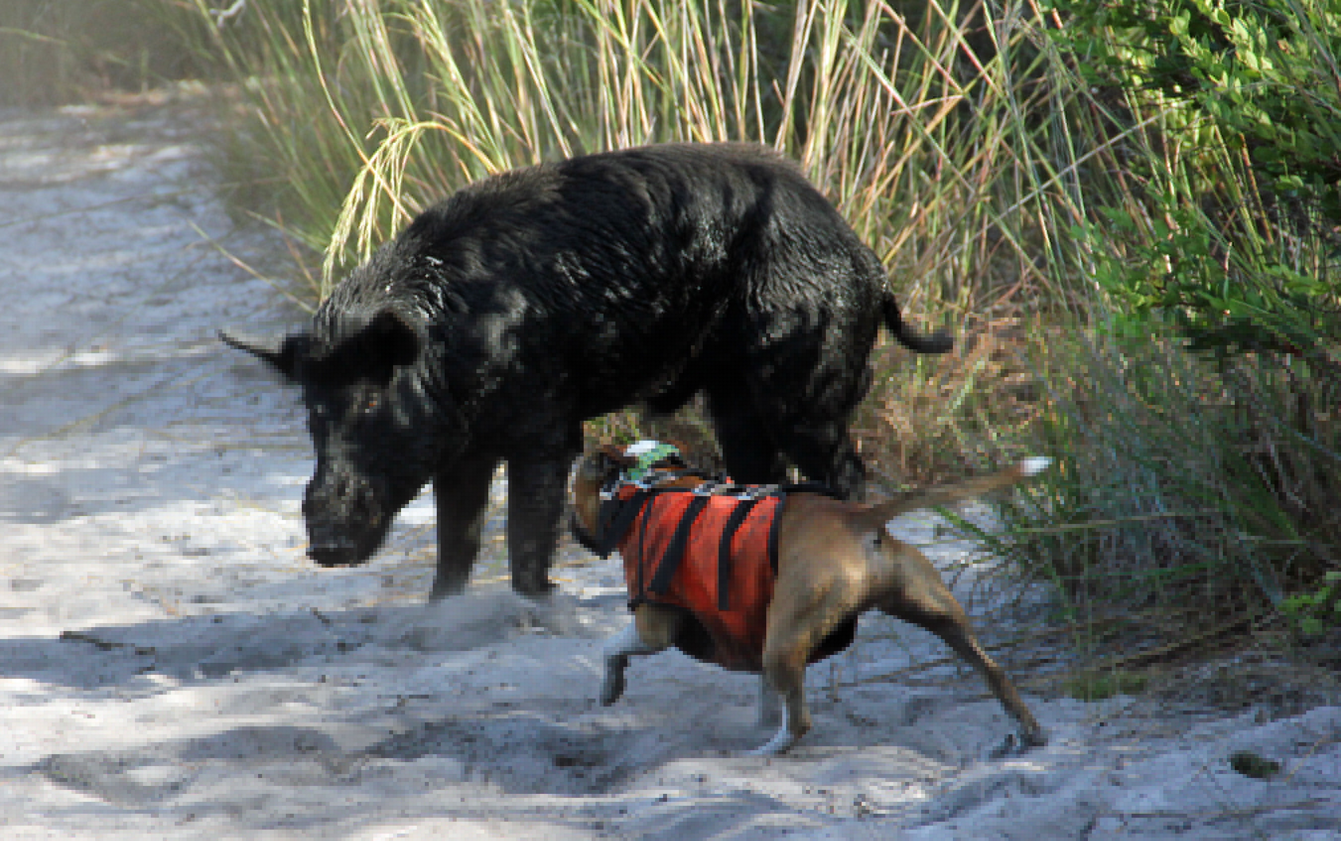 HogDogBayTraining.jpg
