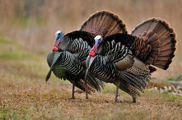 turkeyhuntlinkpic.jpg