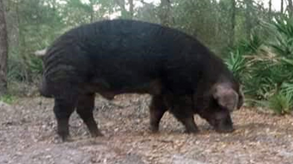 ws750boarhog.jpg